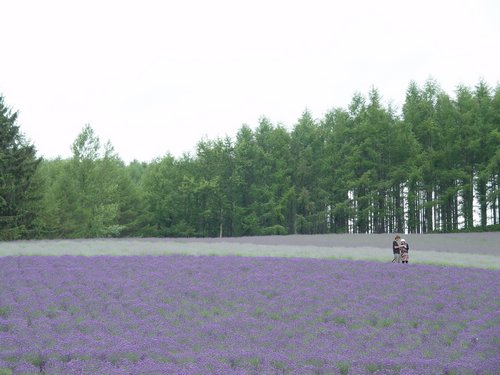 18 Japan 2004---Lavender fields in Tomida Farm in Hokkaido.jpg