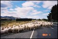 10 New Zealand 2000---Sheep seen country sides.jpg
