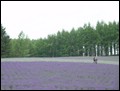 18 Japan 2004---Lavender fields in Tomida Farm in Hokkaido.jpg