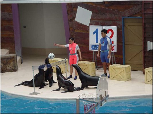 03-04-06 Sea lions playing a volleyball game in a sea lion show.jpg