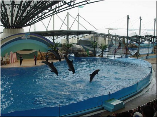 03-05-04 Dolphins jumping out of water in a dolphin show.jpg