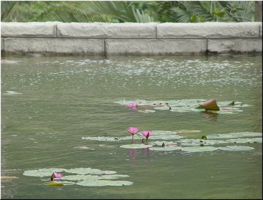 03-99-99 A lotus pond in the Crystal Castle.JPG