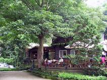 House of Tung Tree Coffee Shop under a tall tung tree