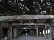 Tungliang big banyan tree