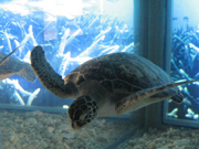 Green turtles seen in Green Turtle Tourism and Conservation Center