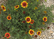 Gaillardia (blanket flowers) seen on Tientaishan Highland