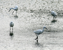 Little egrets seen at Budai wetland