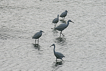 Little egrets seen at Haomeiliao Protected Wetland