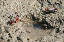 Fiddler crabs seen at Dapeng Bay Information Center