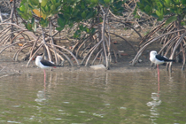 Red-foot birds (Black-Winged Stilts)