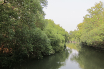A mangrove forest beside Dapeng Bay