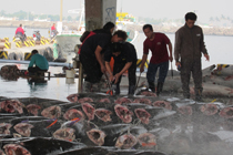 Black tuna seen in Donggang Fishing Market