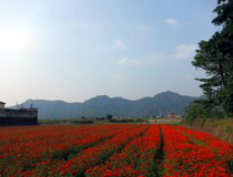 Flower fields and mountains seen in Meinong
