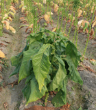 Tabacco plant field