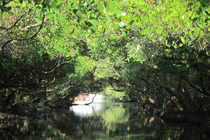 Mangrove forest along an old canal seen at Sutrao, Tainan