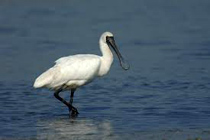 Black-face Spoonbill