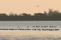 Black-face spoonbills photographed by Meimei