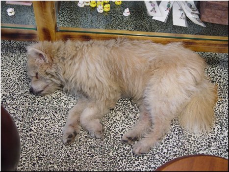 07 A sleeping dog in the store (picture taken by Meimei).JPG