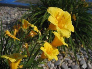 02-06-2 Yellow narcissus flowers seen in the hotel