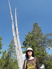 03-06-3 A shot in Norris Geyser Basin