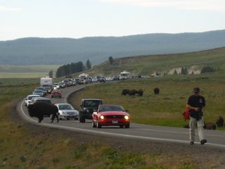 04-05-2 All cars gave thw way to a crossing bison