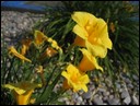 02-06-2 Yellow narcissus flowers seen in the hotel.jpg