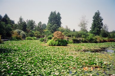 Canada 1993 --- Vancouver (Day 14) - Vandusen Botanical Garden - 05 A pond of lilies without flowers.jpg