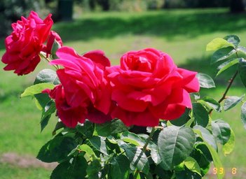 Canada 1993 --- Vancouver (Day 14) - Vandusen Botanical Garden - 07 Roses.jpg