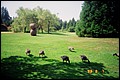 Canada 1993 --- Vancouver (Day 14) - Vandusen Botanical Garden - 03 A wide green yard full of gooses.jpg