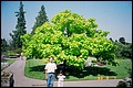 Canada 1993 --- Vancouver (Day 14) - Vandusen Botanical Garden - 04 Meimei and Hsin-Mu before a big green tree.jpg