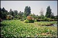 Canada 1993 --- Vancouver (Day 14) - Vandusen Botanical Garden - 05 A pond of lilies without flowers.jpg