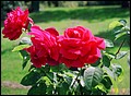 Canada 1993 --- Vancouver (Day 14) - Vandusen Botanical Garden - 07 Roses.jpg