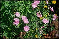Canada 1993 --- Vancouver (Day 14) - Vandusen Botanical Garden - 08 Flowers with unknown name.jpg