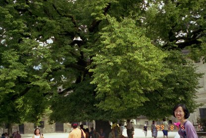 Austria 1999---08-09B 05 Chih-Hua at a tall tree.jpg