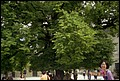 Austria 1999---08-09B 05 Chih-Hua at a tall tree.jpg