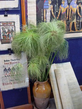 Egypt 2004---D10-02-01 Papyrus plants seen in a papyrus arwork store.jpg