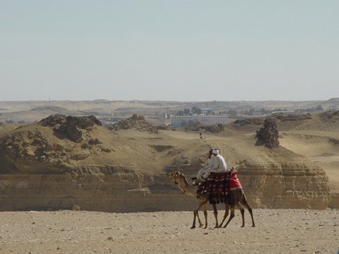 Egypt 2004---D10-07-01 We rode camels in Giza.jpg