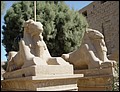 Egypt 2004---D05-01-02 Sphinxes with deer heads of Karnak Temple in Luxor.jpg