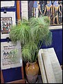 Egypt 2004---D10-02-01 Papyrus plants seen in a papyrus arwork store.jpg