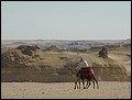 Egypt 2004---D10-07-01 We rode camels in Giza.jpg