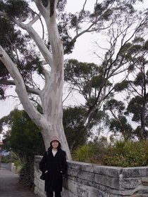 Australia 2006---02-04-03 A beautiful tall eucalypt tree seen at Echo Point.jpg