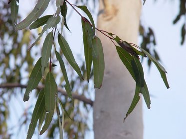 Australia 2006---05-01-01 A clear observation of eucalypt tree leaves.jpg
