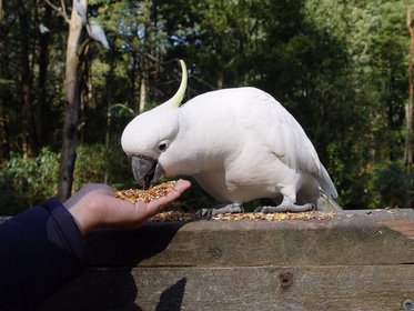 Australia 2006---05-04-01 We fed Australia-unique sulfur crested cockatoos in Dandenong Ranges National Park.jpg