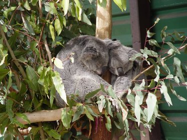 Australia 2006---06-02-01 Sleeping koalas in Lone Pine Koala Sanctuary which we visited.jpg
