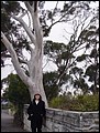 Australia 2006---02-04-03 A beautiful tall eucalypt tree seen at Echo Point.jpg