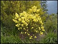 Australia 2006---02-04-10 A golden wattle (national flower of Australia) seen at Echo Point.jpg
