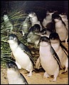Australia 2006---04-04-01 Clear appearances of fair penguines in Philip Island (taken from an ad).jpg