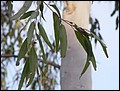 Australia 2006---05-01-01 A clear observation of eucalypt tree leaves.jpg