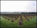Australia 2006---05-02-02 Grape vine canopy with geometrical harmony in Domaine Chandon Winery Farm.jpg