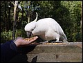 Australia 2006---05-04-01 We fed Australia-unique sulfur crested cockatoos in Dandenong Ranges National Park.jpg
